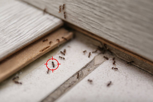 Best Cockroach Control Services  in Kewanee, IL