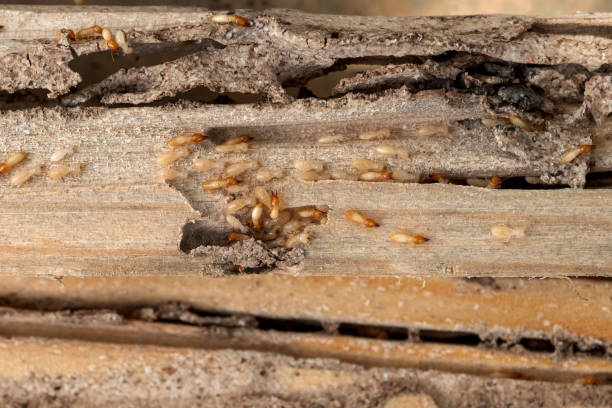 Best Flea Control Services  in Kewanee, IL