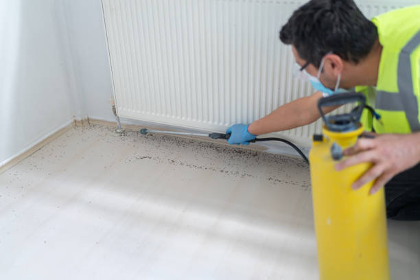 Best Termite Control Services  in Kewanee, IL
