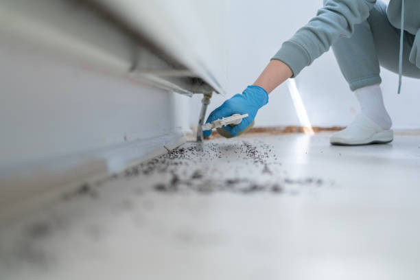 Best Affordable Pest Control Services  in Kewanee, IL